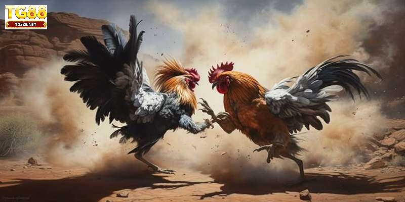 Bí quyết huấn luyện gà chiến đạt phong độ