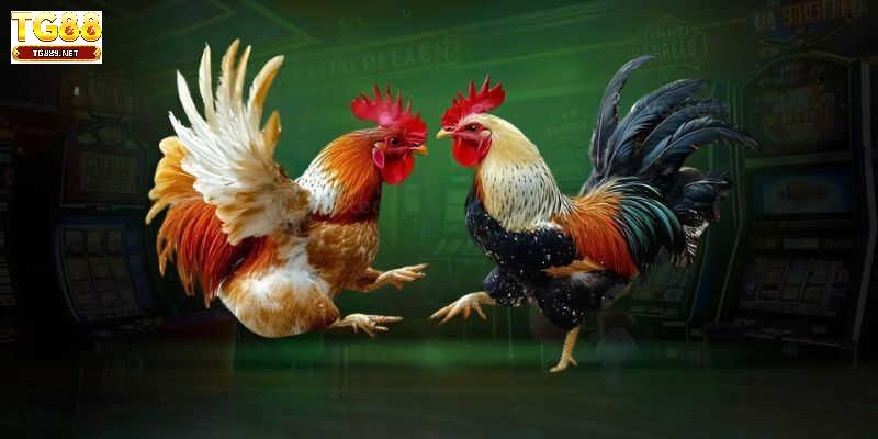 Kinh nghiệm huấn luyện chiến kê hiệu quả cao Kinh nghiệm huấn luyện chiến kê hiệu quả cao