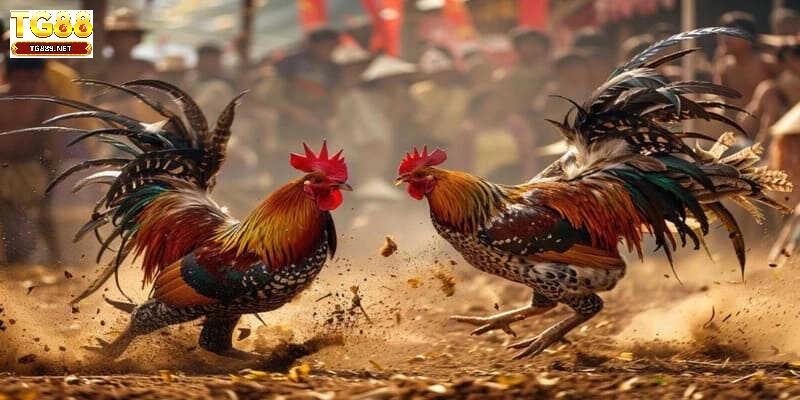 Kinh nghiệm nuôi dưỡng chiến kê chuyên nghiệp Kinh nghiệm nuôi dưỡng chiến kê chuyên nghiệp